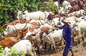 Cattle farming industry, Nigeria