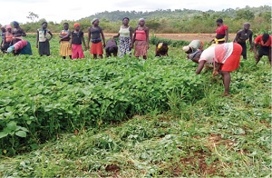 Rural farming project, Nigerian village